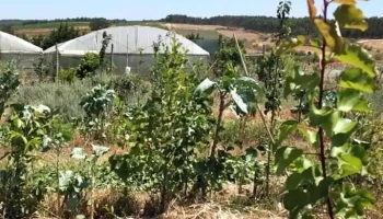 Bio da Caria - Santa Cruz