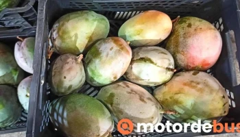 Mercado fruta - 2660-421 São Julião Do Tojal