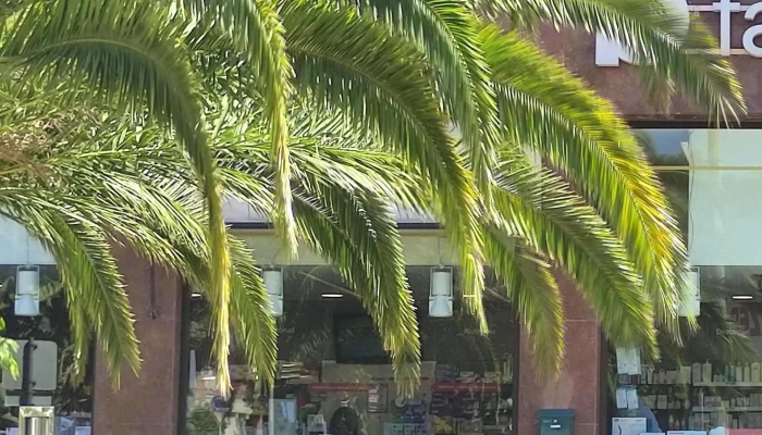 Farmácia Pedro - Portela
